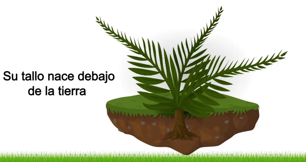 planta tipo helecho