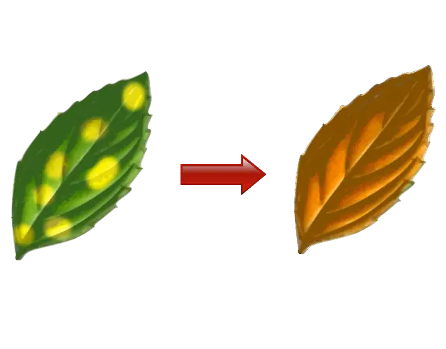 podredumbre de raices en plantas