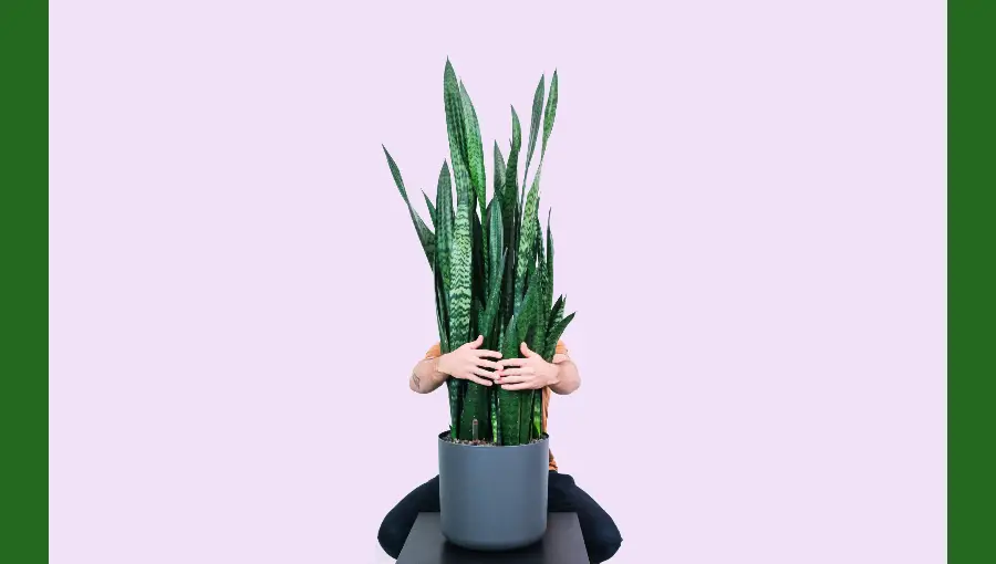 planta tipo sansevieria zeylanica