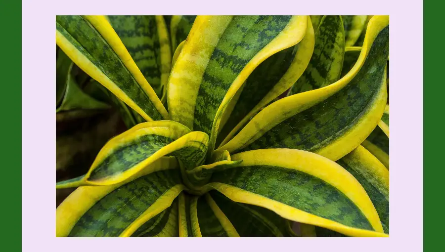 tipos de sansevieria laurentii