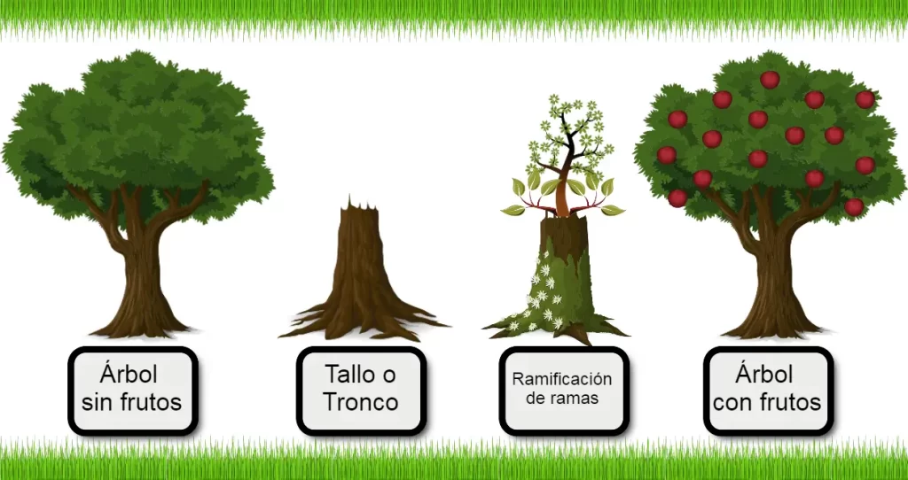 ✿ 7 Tipos de Plantas que existen y como clasificarlas ✿